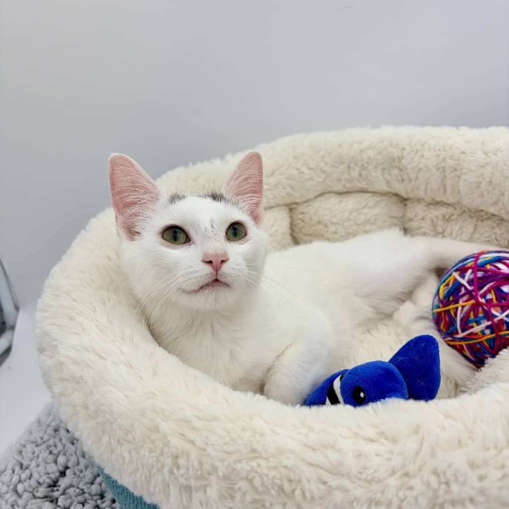 Dale Gribble - Domestic Shorthair cat available for adoption at Moose Jaw Humane Society in Moose Jaw