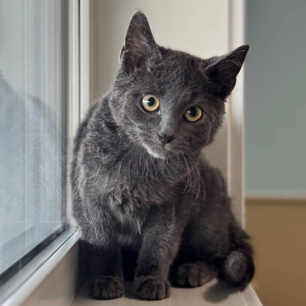 Jersey - Domestic Shorthair available for adoption