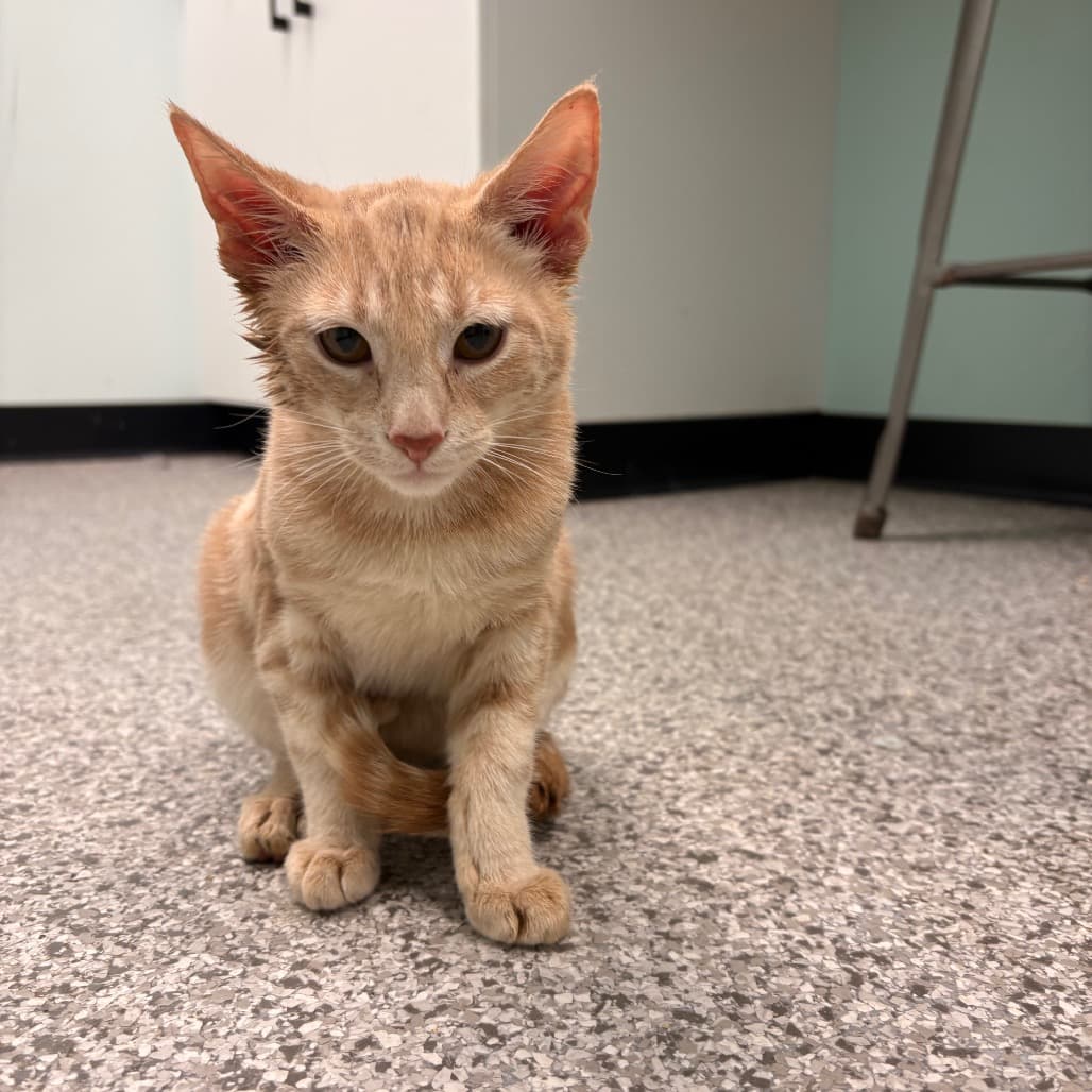 Gary Barlow - Domestic Shorthair cat available for adoption at Saskatoon SPCA in Saskatoon