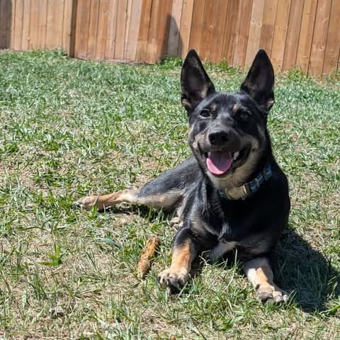 Chili - Mixed Breed available for adoption in Calgary