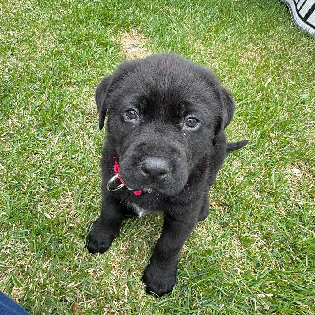 Simba - RETRIEVER, LABRADOR/MIX available for adoption in Calgary