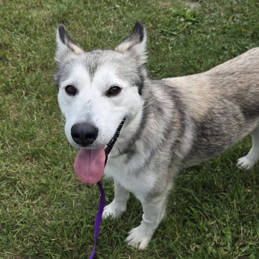 Tahiti - Husky / Mix available for adoption