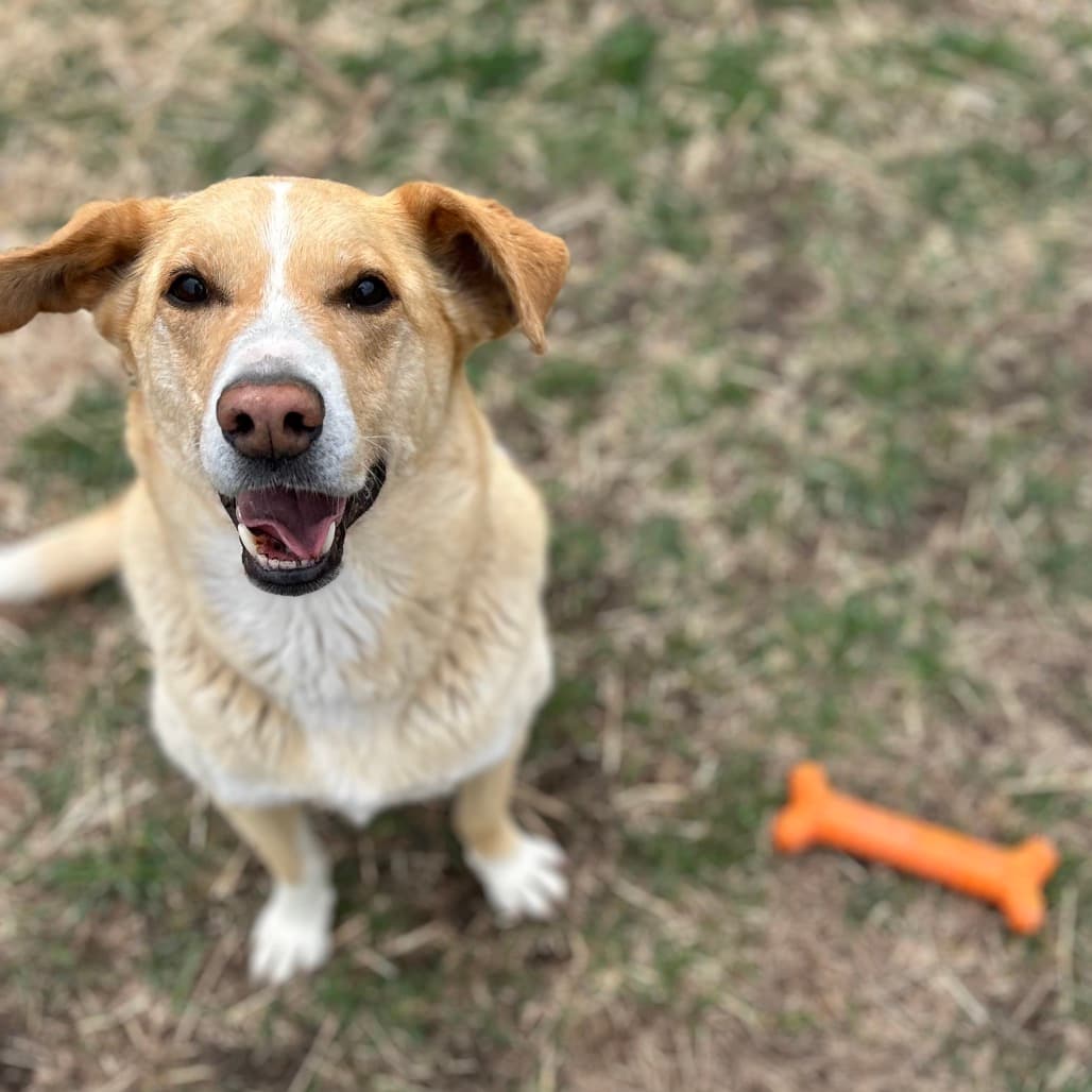 Kee - MIXED BREED available for adoption at SCARS in Calgary