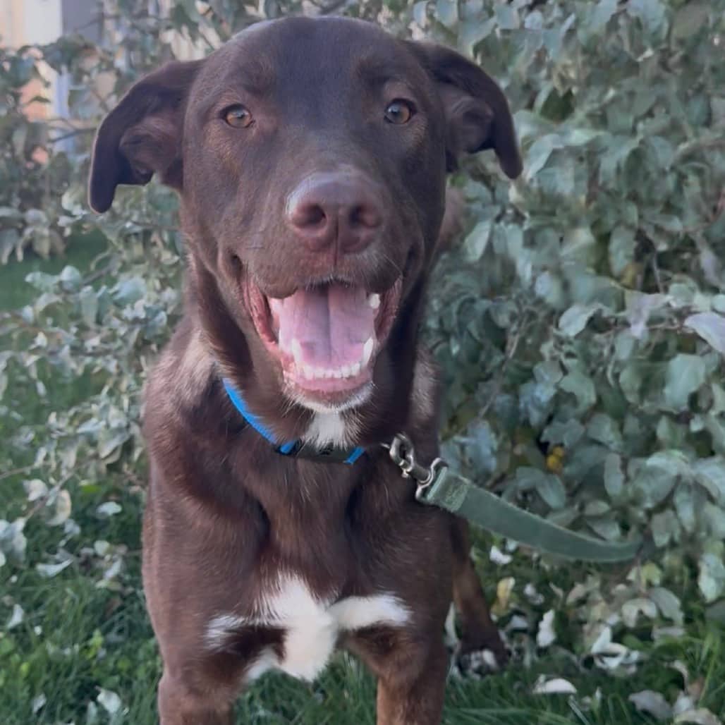 Bark - Mixed Breed (Large) available for adoption in Calgary
