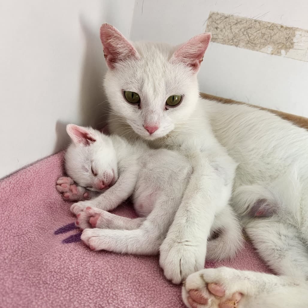 Star - Domestic Shorthair available for adoption
