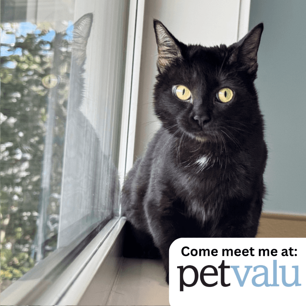 Jewel - Domestic Shorthair available for adoption