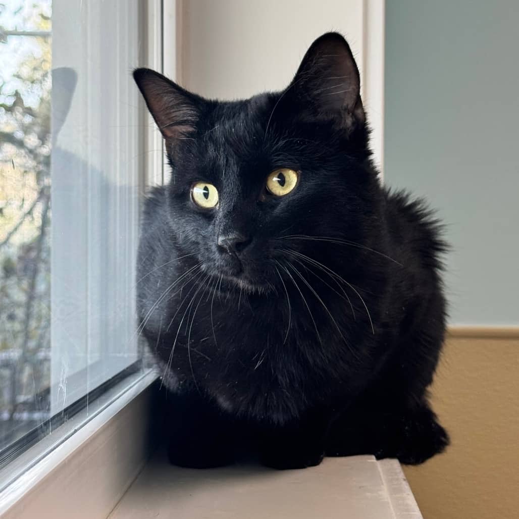 Glint - Domestic Shorthair available for adoption