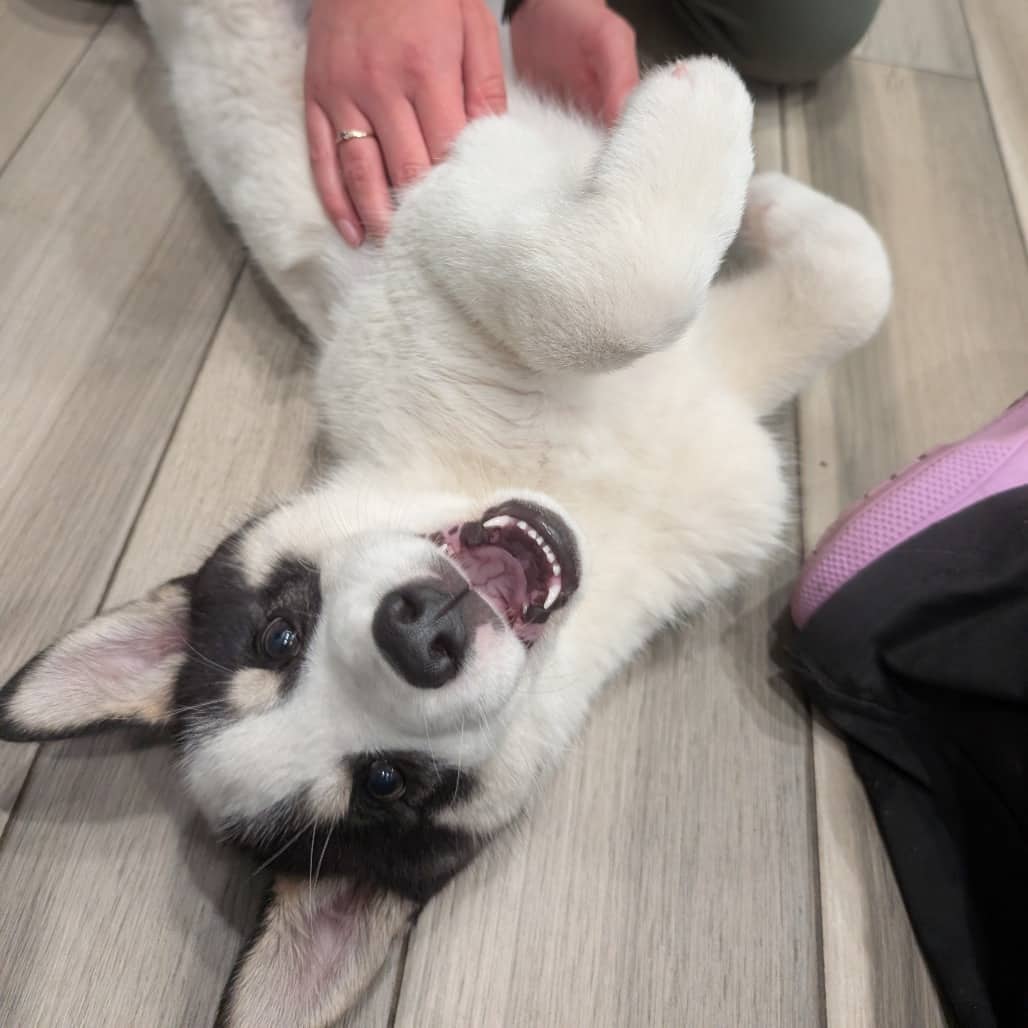 Lucky - Mixed Breed (Medium) available for adoption