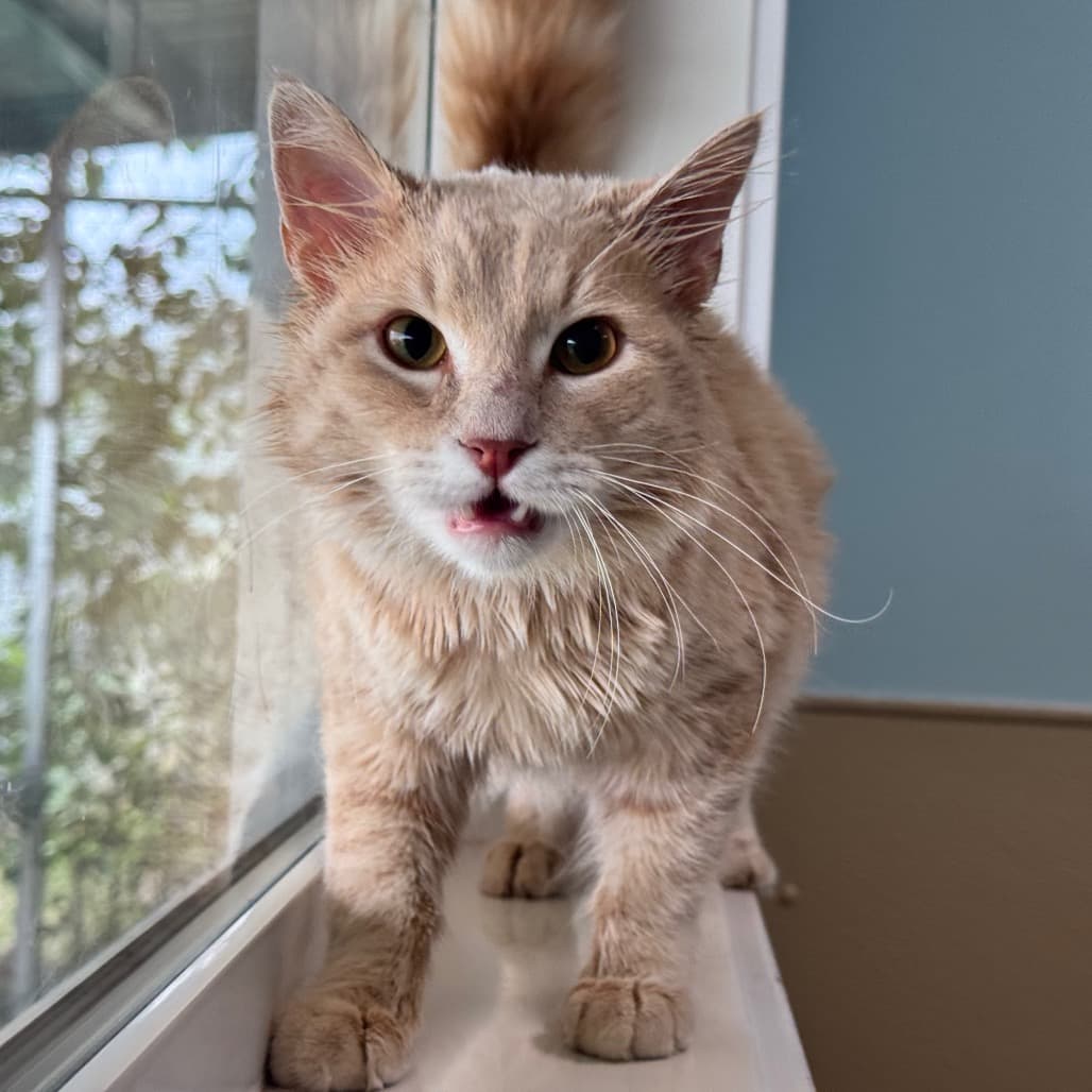 Bob - Domestic Longhair cat available for adoption at Prince Albert SPCA in Prince Albert