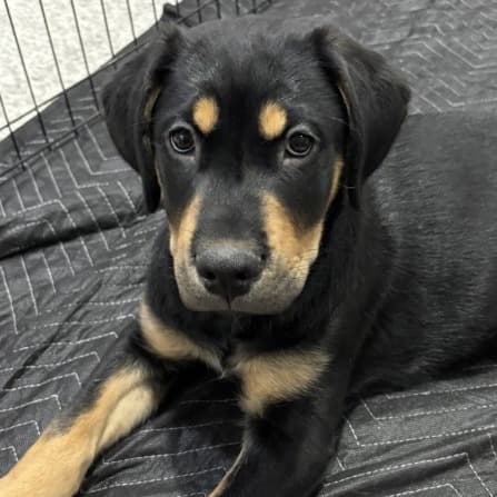 Onyx - Mixed Breed available for adoption in Calgary