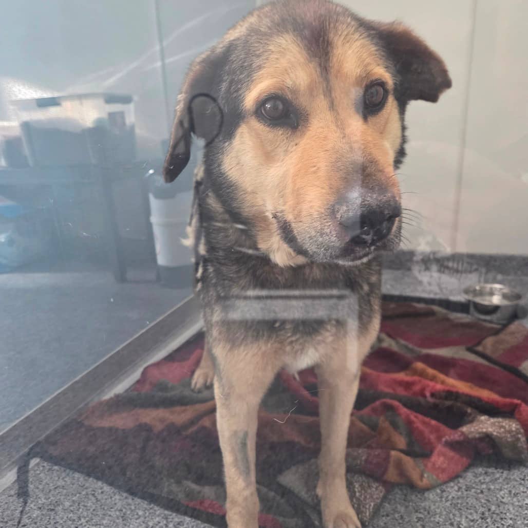 Sammy - Shepherd available for adoption in Saskatchewan