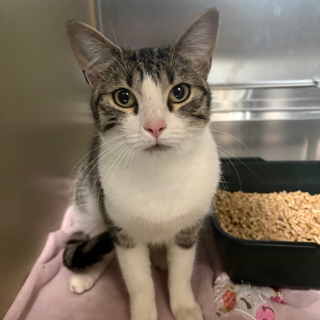 Rinn - Domestic Shorthair cat available for adoption at Saskatoon SPCA in Saskatoon