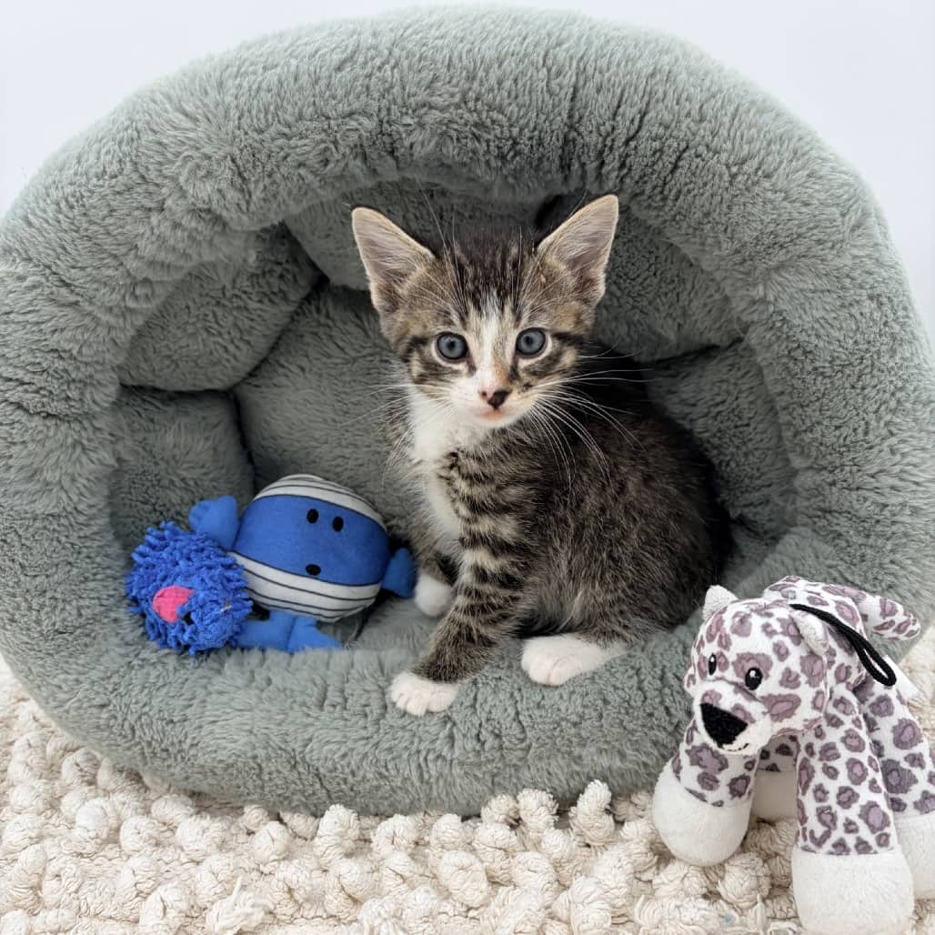 Brioche - Domestic Shorthair available for adoption