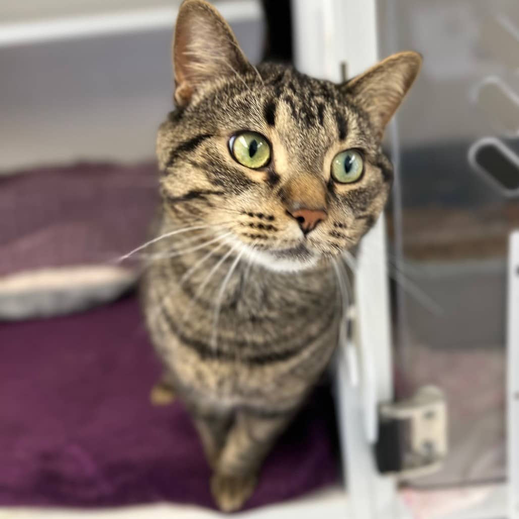 Beau - Domestic Shorthair available for adoption