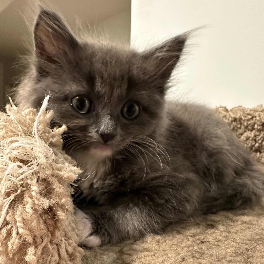 Clarity - Domestic Medium Hair cat available for adoption in Calgary