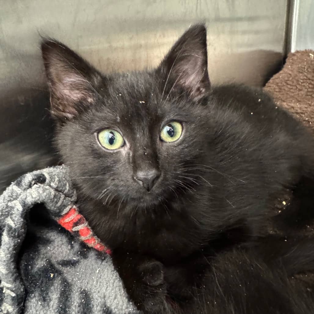 Kale - Domestic Shorthair available for adoption