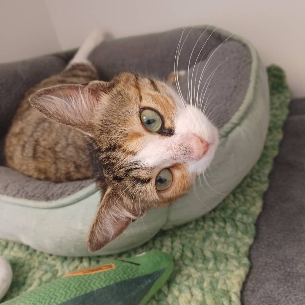 Ember - Domestic Shorthair cat available for adoption at Border Paws Animal Shelter in Lloydminster