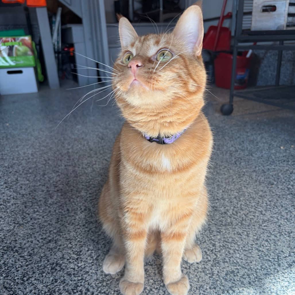 Puss In Boots - Domestic Medium Hair cat available for adoption at SCARS in Edmonton (1 of 6)