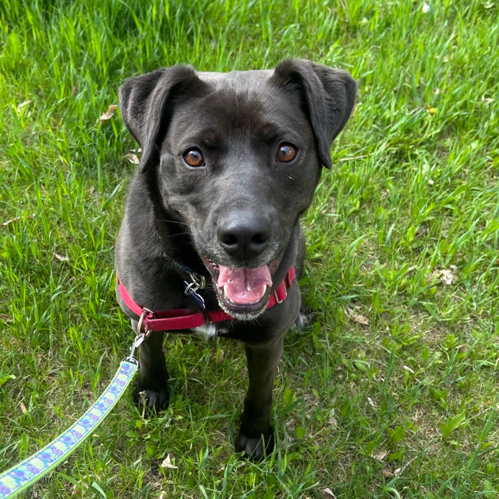 Barbie - MIXED BREED available for adoption in Alberta