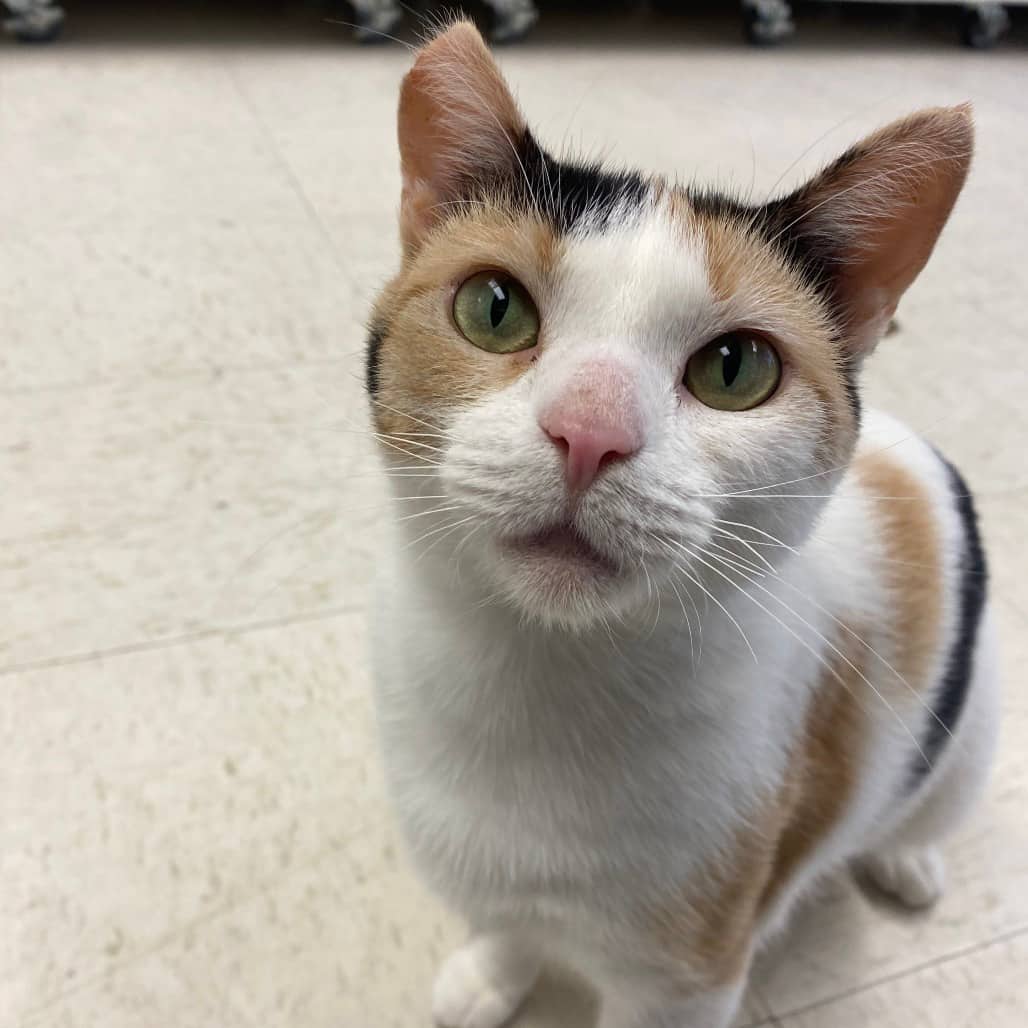 Paradise - Domestic Shorthair cat available for adoption in Saskatchewan