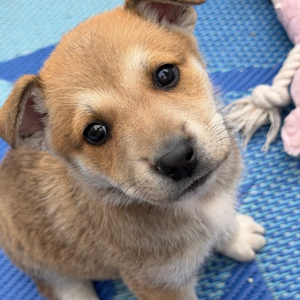 Matcha - MIXED BREED available for adoption at SCARS in Calgary