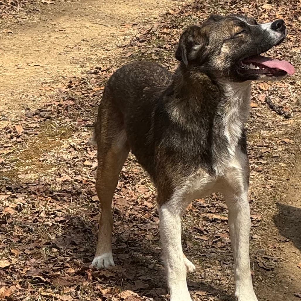 Lux - MIXED BREED available for adoption at SCARS in Calgary