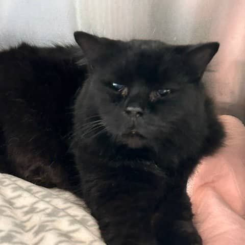 Kiri - Domestic Medium Hair cat available for adoption at SCARS in Edmonton (1 of 6)