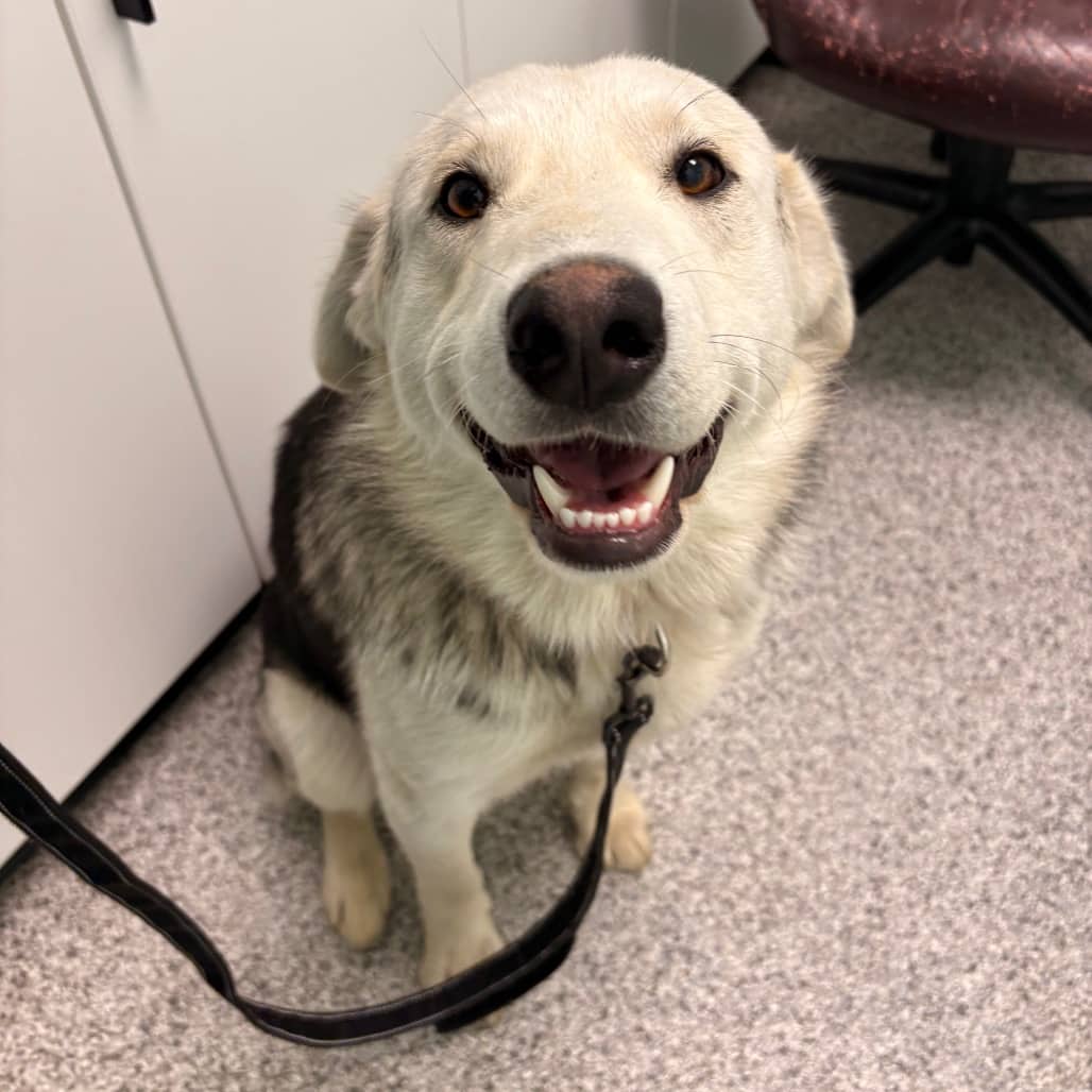 Silver - Husky available for adoption in Saskatchewan