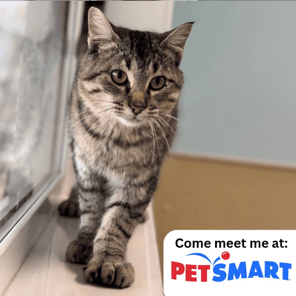 Jellybean - Domestic Shorthair cat available for adoption at Prince Albert SPCA in Prince Albert