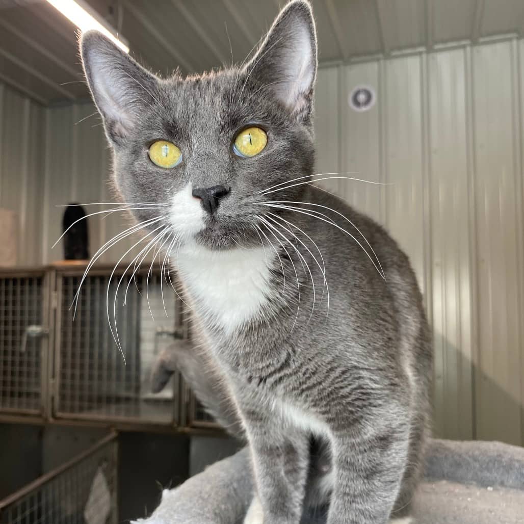 Izzy - Domestic Shorthair / Domestic Shorthair cat available for adoption at North East SPCA in Melfort