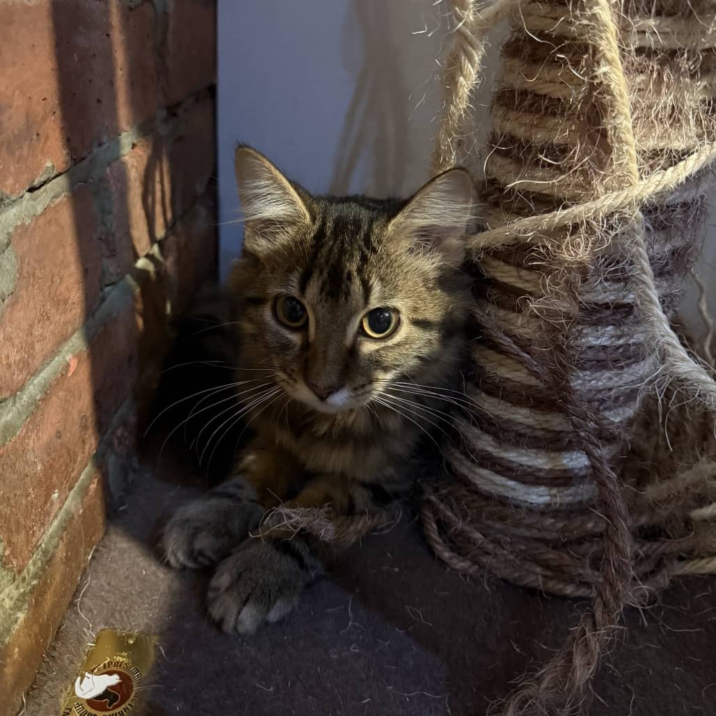 Theo - Domestic Medium Hair cat available for adoption at Battlefords Humane Society in North Battleford