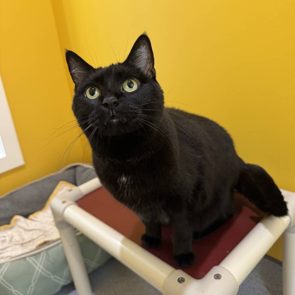 Story - Domestic Shorthair cat available for adoption in Saskatchewan
