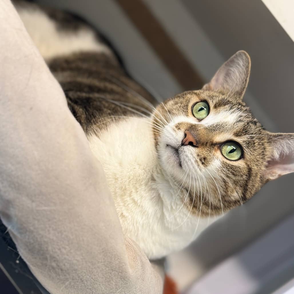 Softie - Domestic Shorthair available for adoption
