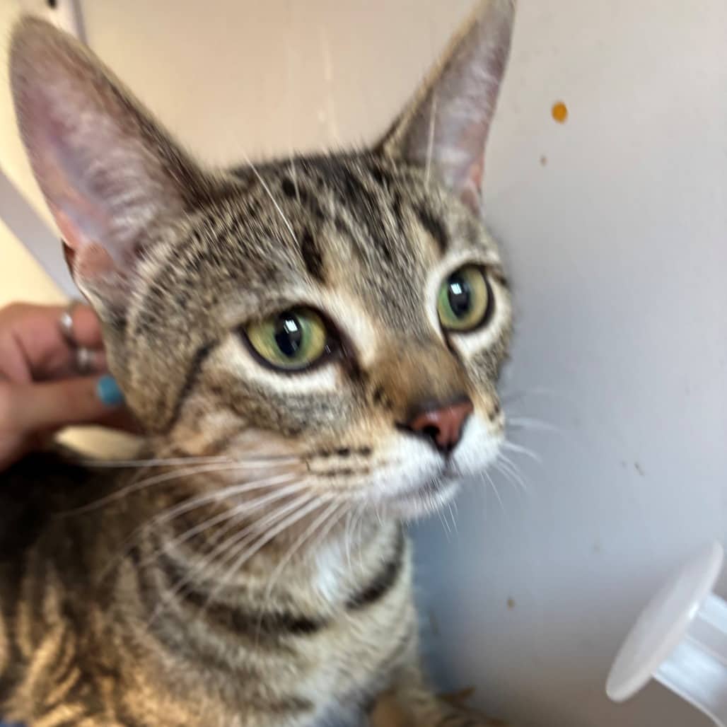 Marge - Domestic Shorthair cat available for adoption at Moose Jaw Humane Society in Moose Jaw