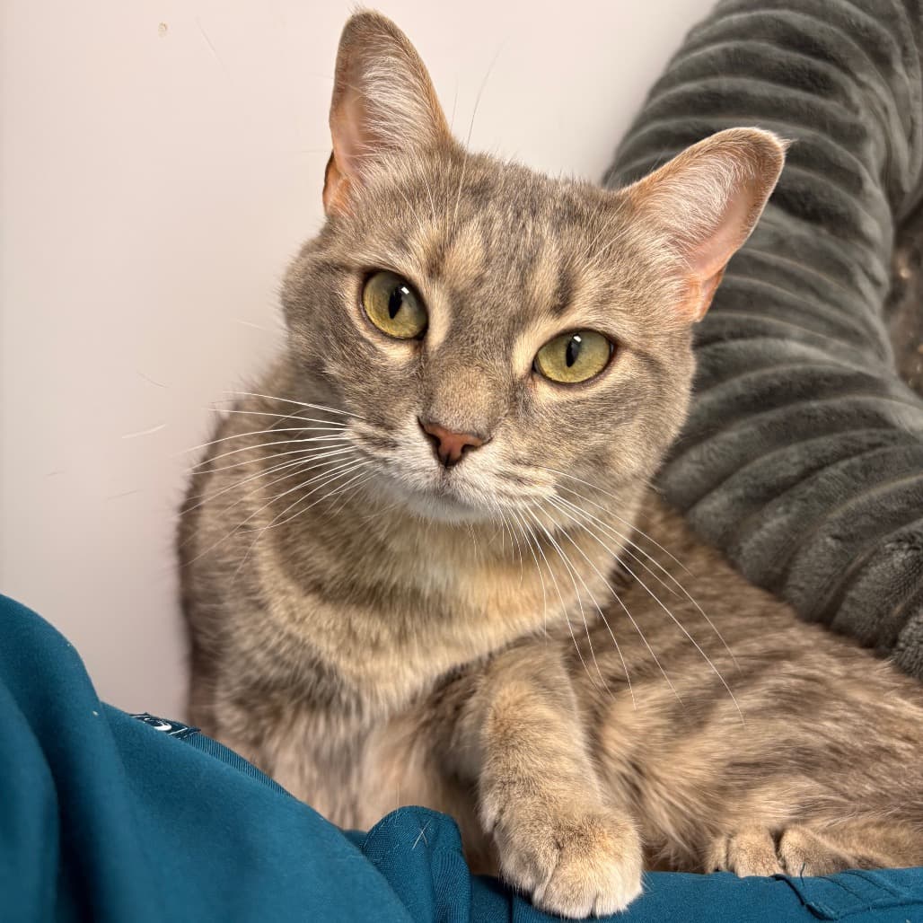 Nova - Domestic Shorthair available for adoption