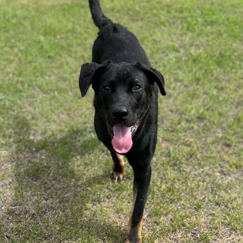 Titan - ROTTWEILER/MIX available for adoption