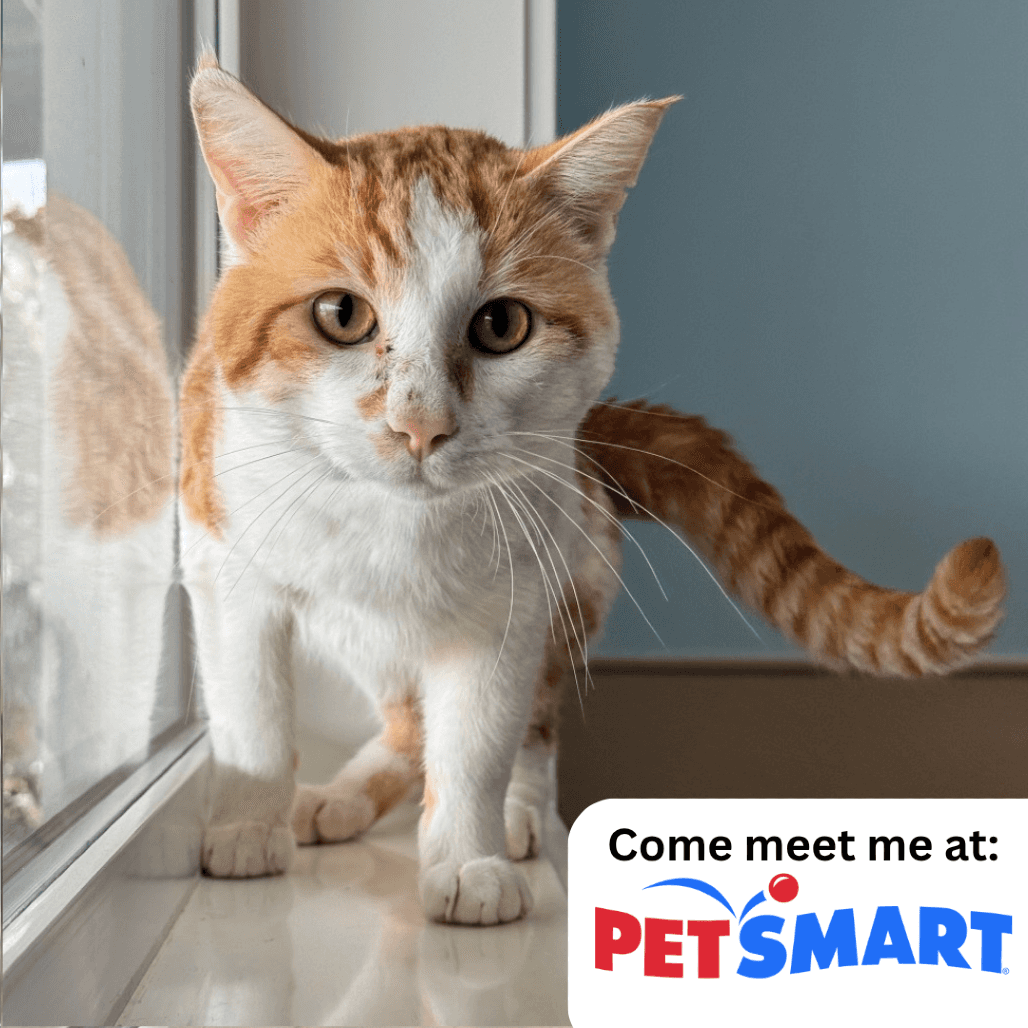 Slippers - Domestic Shorthair available for adoption