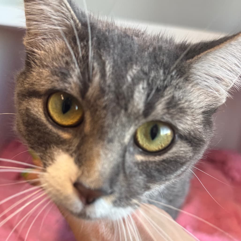 Stormy - Domestic Shorthair available for adoption