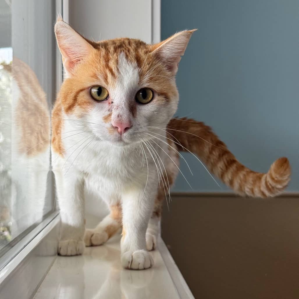 Slippers - Domestic Shorthair available for adoption