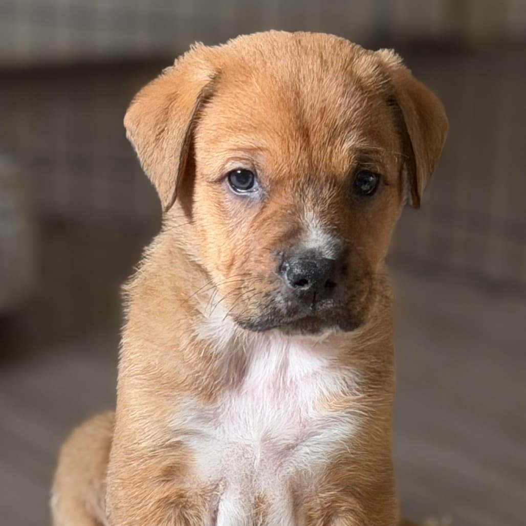 Onyz - RETRIEVER/MIX available for adoption