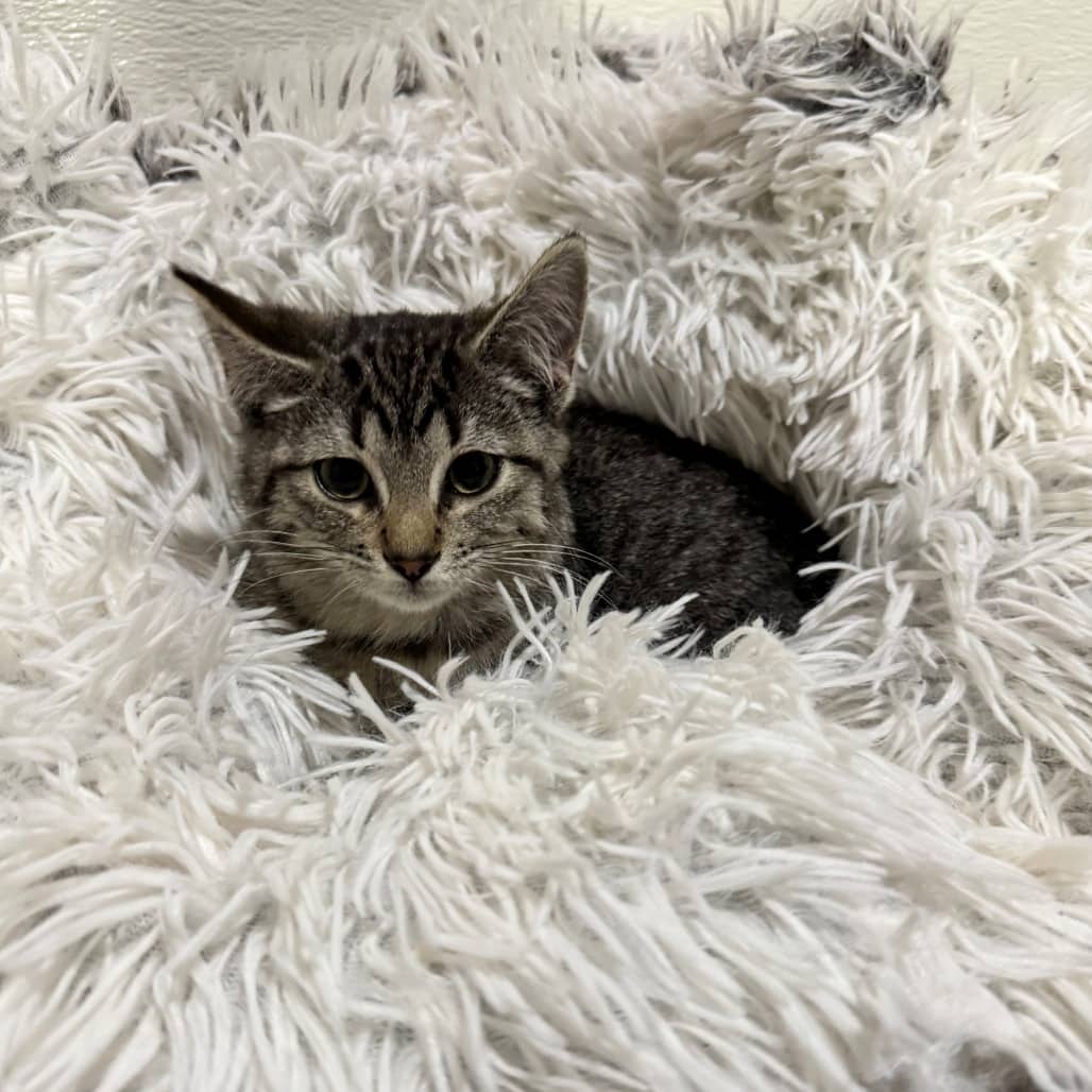 Maria - Domestic Shorthair cat available for adoption at Moose Jaw Humane Society in Moose Jaw
