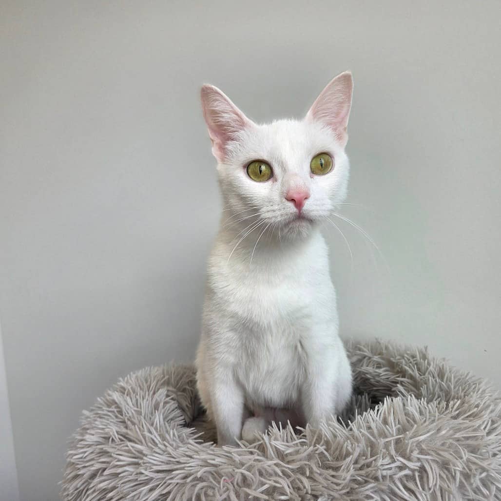 Star - Domestic Shorthair available for adoption