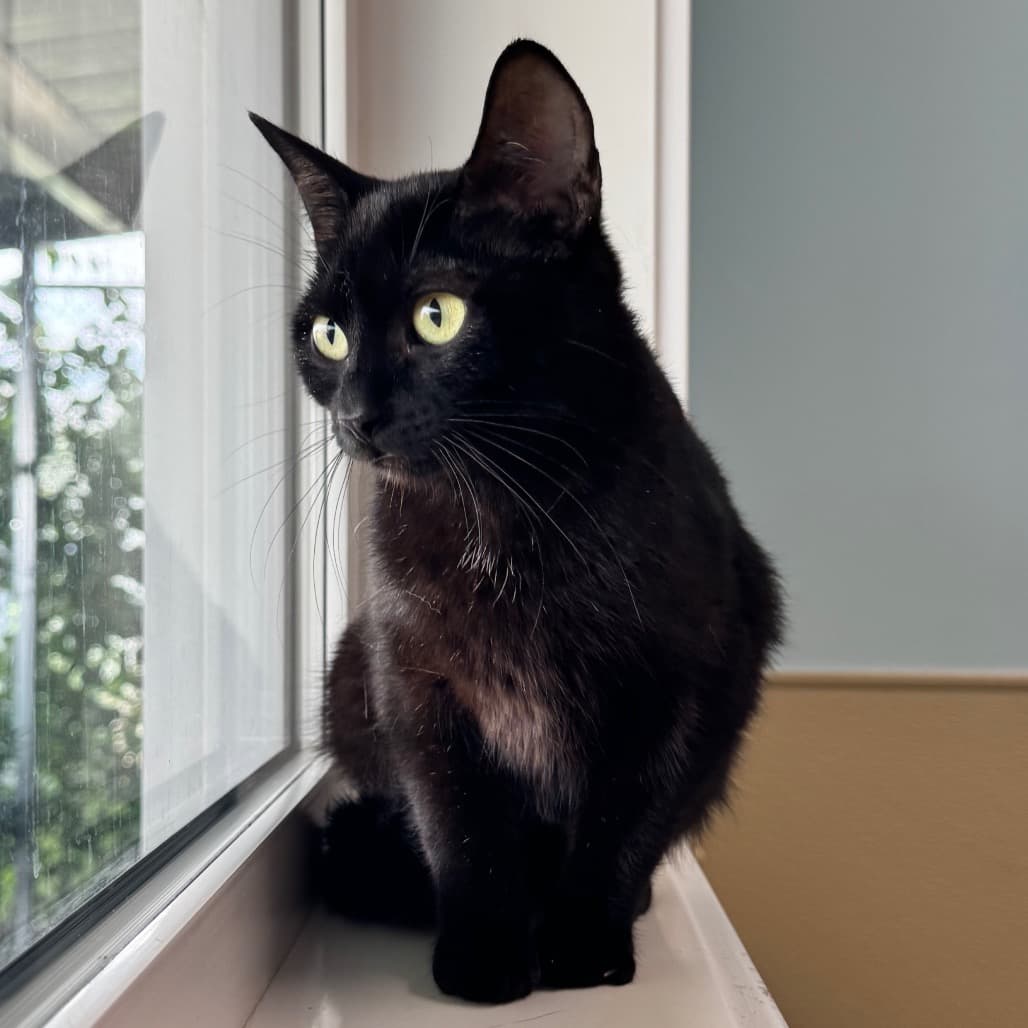 Rosetta - Domestic Shorthair cat available for adoption at Prince Albert SPCA in Prince Albert