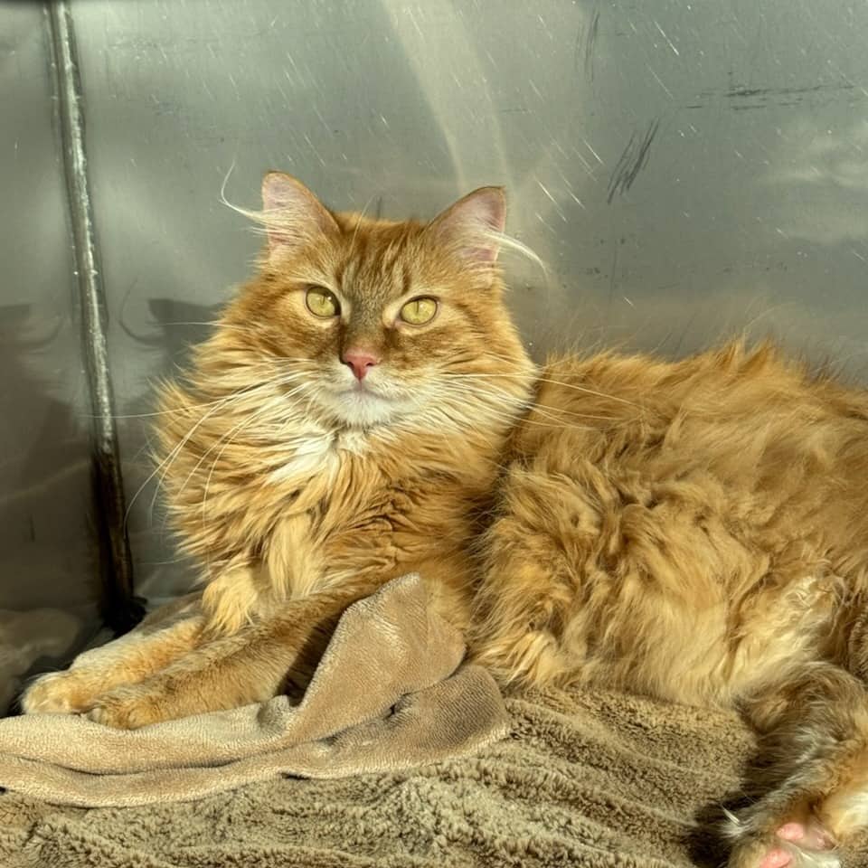 Tuffy - Domestic Longhair cat available for adoption at SPCA Swift Current in Swift Current