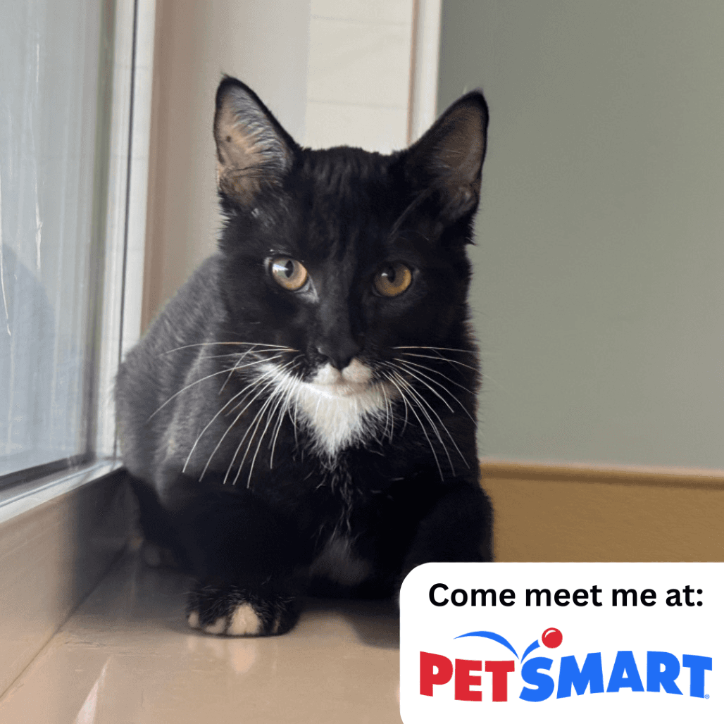 Benny - Domestic Shorthair cat available for adoption in Calgary