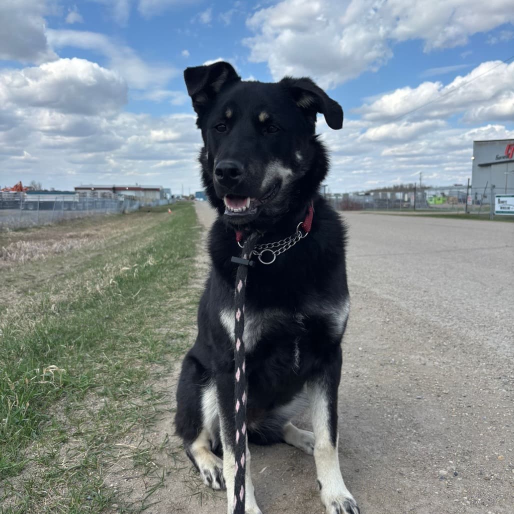 Nova (Colter) - SHEPHERD/MIX available for adoption at SCARS in Calgary