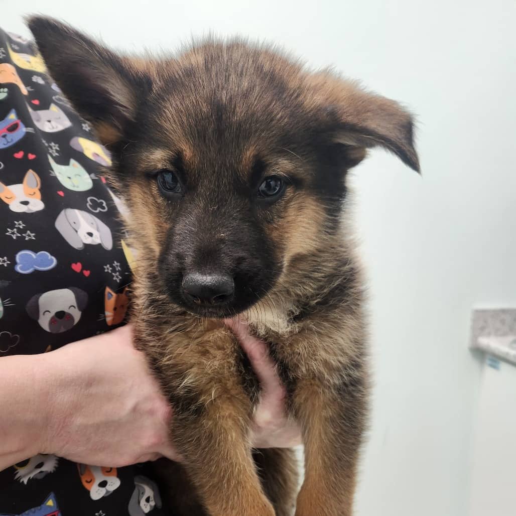 Gomez - Shepherd, German available for adoption in Calgary