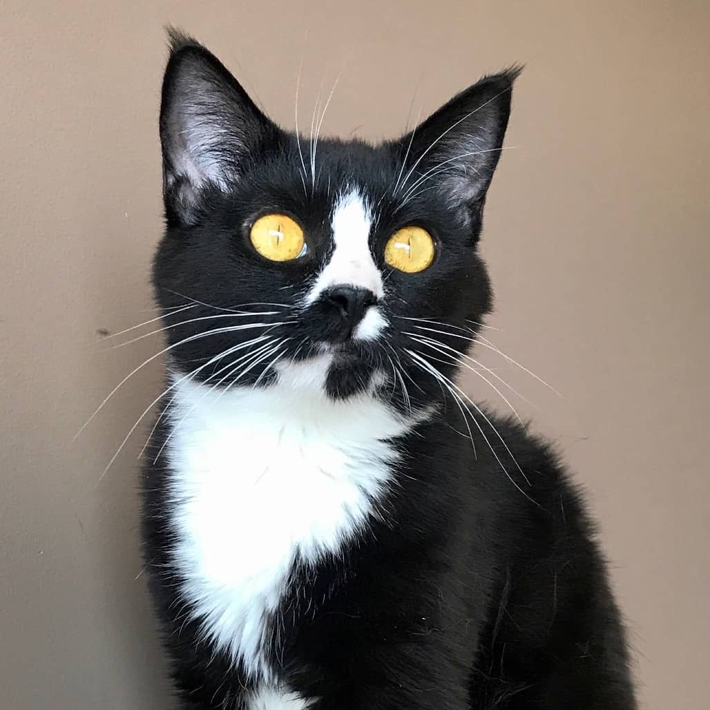Whiskers - Domestic Shorthair cat available for adoption in Alberta