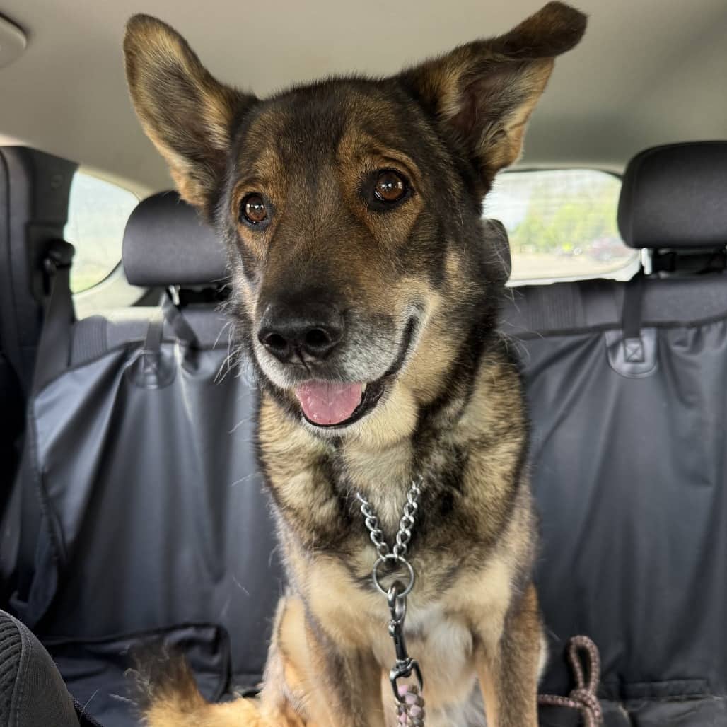 Chip - Shepherd, German / Mixed Breed (Medium) available for adoption in Saskatchewan