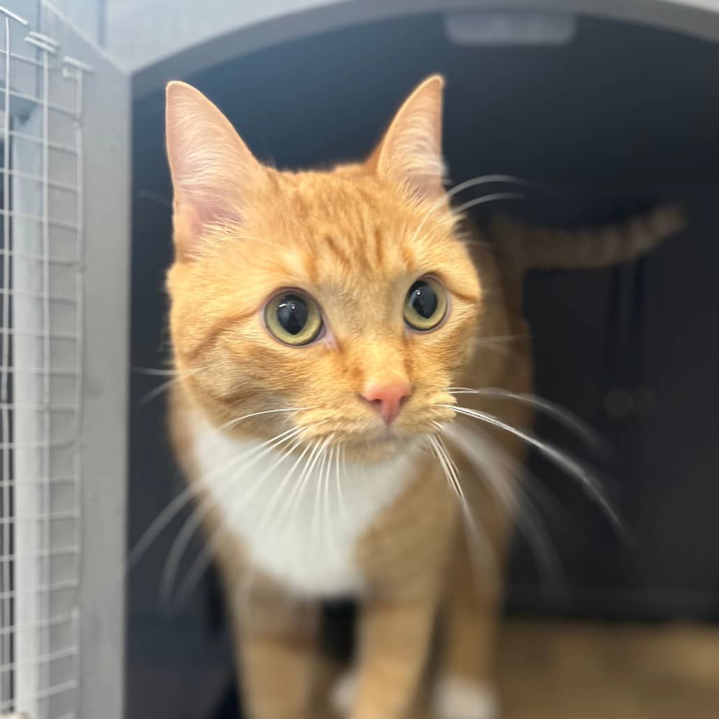 Rio - Domestic Shorthair available for adoption